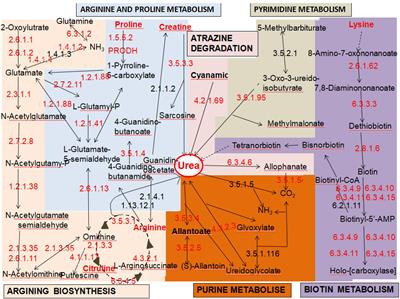 Analysis of Key Genes Responsible for Low Urea Production in Saccharomyces cerevisiae JH301